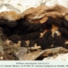 melitaea caucasogenita larva4c